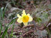 4.1.06 Dogwood & Alder Trail in Forest Park 014 